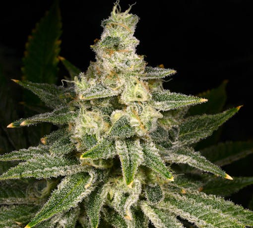 Crazy Hazey nug photo against a black background